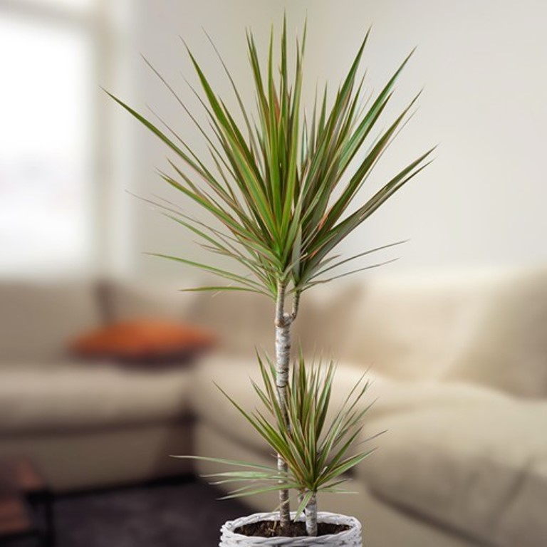 Растения, которые нельзя держать дома